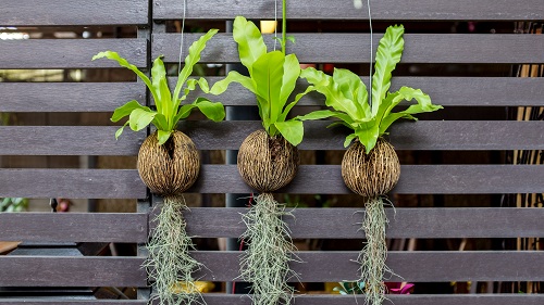 Cleverly Insane Ways to Display Ferns Indoors 25