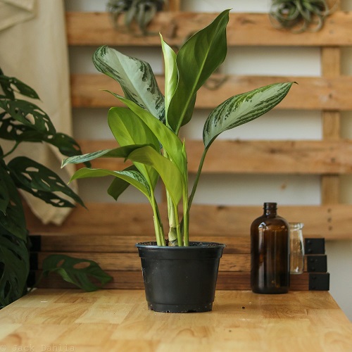 Plants that Look Like Peace Lily 6