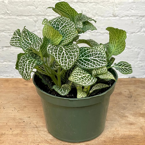Green Plant With White Stripes On Leaves 9