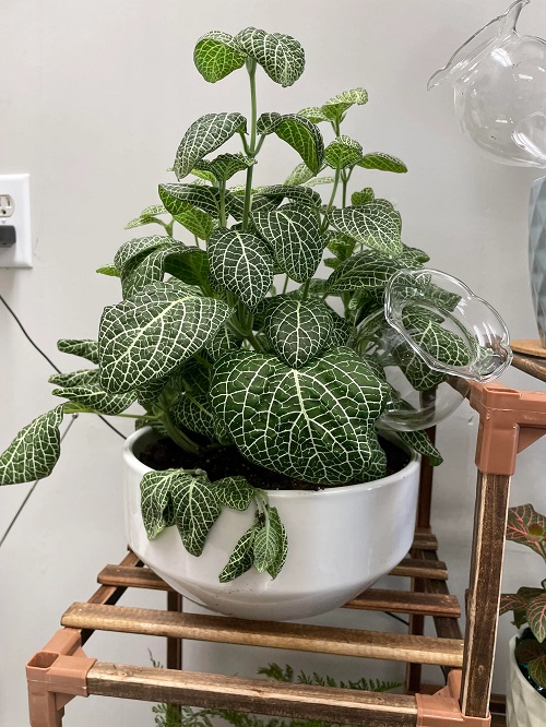 Indoor Plants With Marbled Textures 1