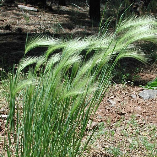 Weeds that Look Like Wheat 9