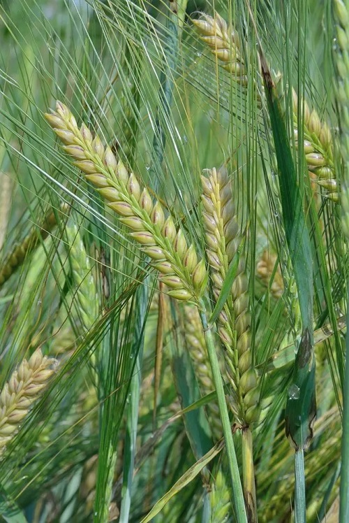 Weeds that Look Like Wheat 19