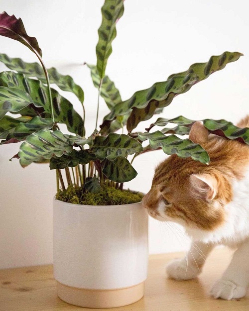 Rattlesnake plant Toxic To Cats 3