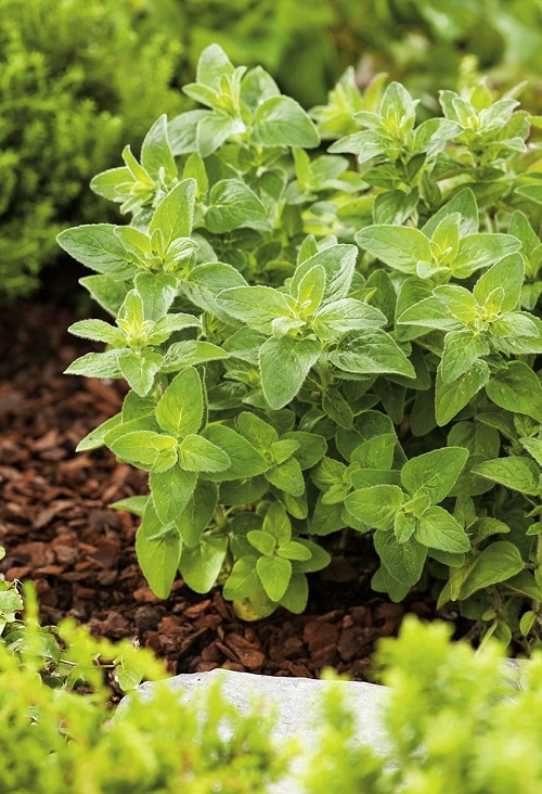 Shade Plants That Repel Mosquitoes 11