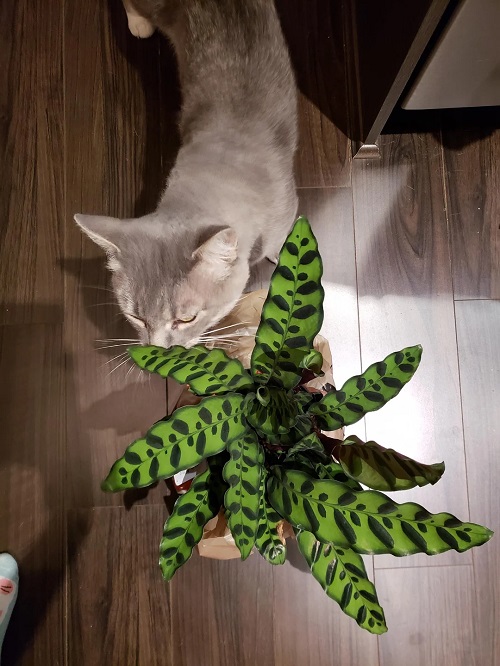 Rattlesnake plant Toxic To Cats?