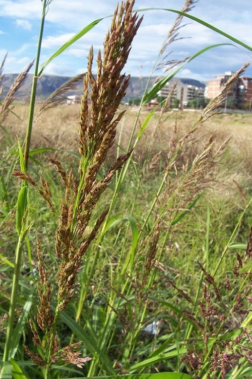Weeds that Look Like Wheat 11