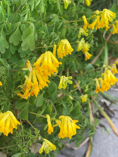 Yellow Flowering Herbs 15