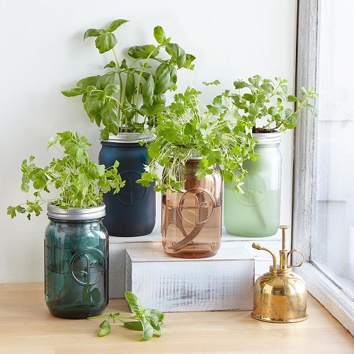 Indoor Plants in Mason Jar Ideas 7