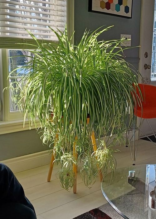 Spider Plant Growing Ideas Indoors 11