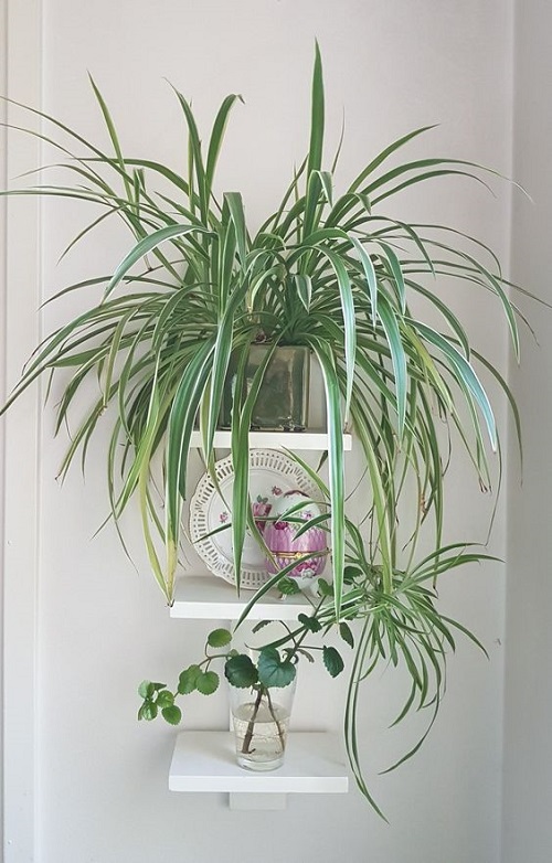 Spider Plant Growing Ideas Indoors 3