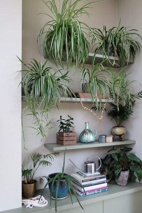 Spider Plant Growing Ideas Indoors 5