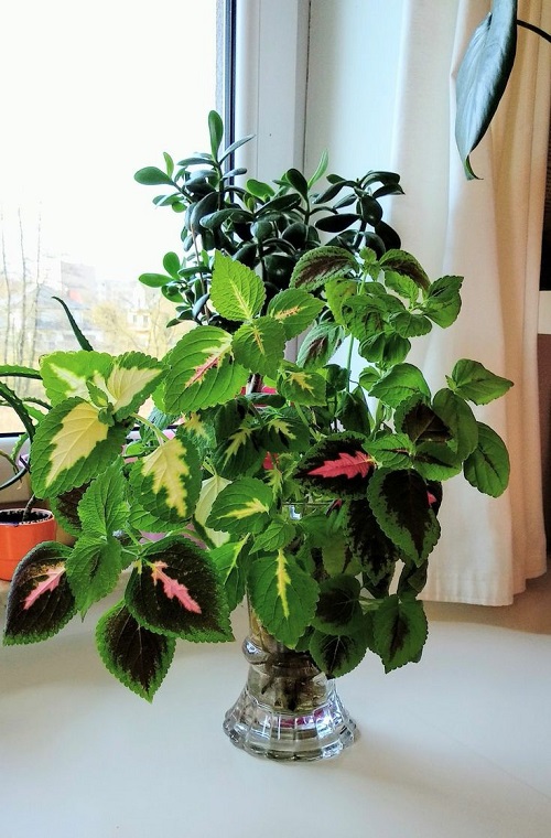 coleus plant window sill