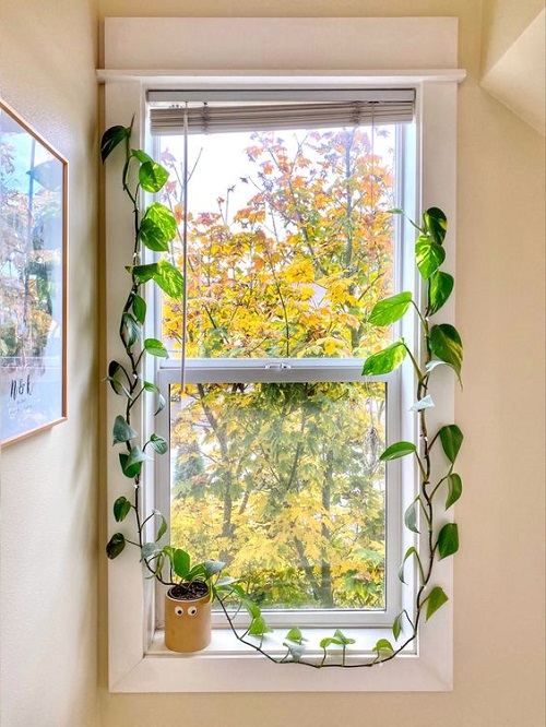 Indoor Plant Ideas for Windows 1