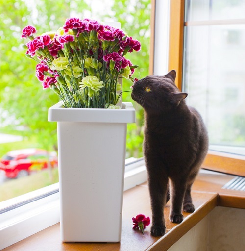  Are Carnations Toxic to Cats? 1