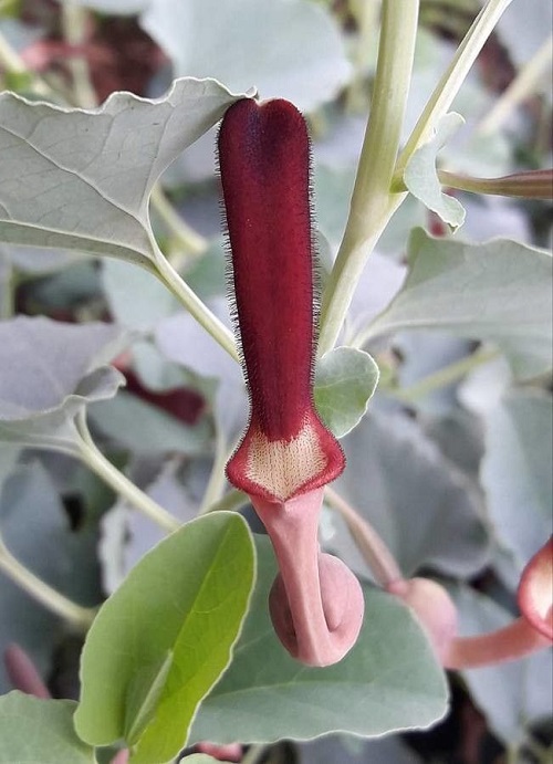 Plant that Looks Like a Penis 23