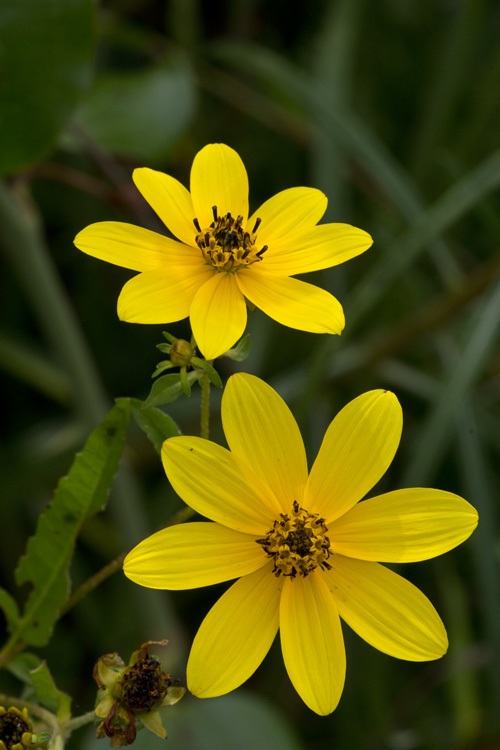 Yellow Flowers with 8 Petals 7