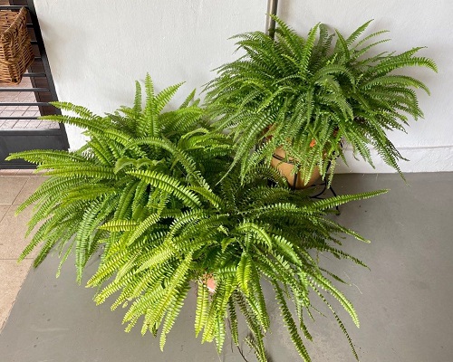 how to make ferns grow big 1