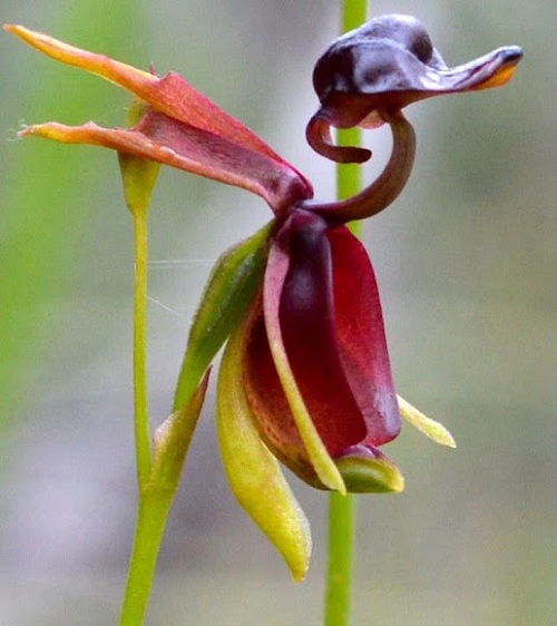 Orchids That Look Like Birds 7