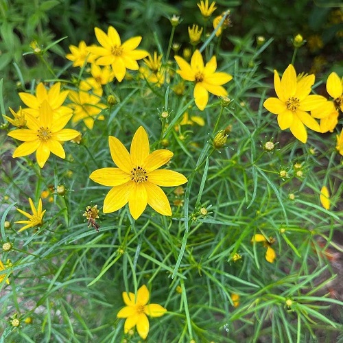 Yellow Flowers with 8 Petals 5