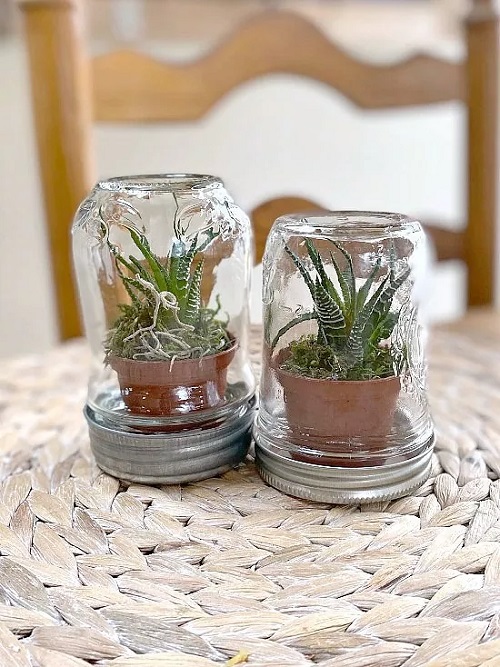 Indoor Plants in Mason Jar Ideas 25