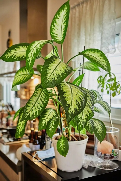 Best Fast Growing Indoor Plants 5