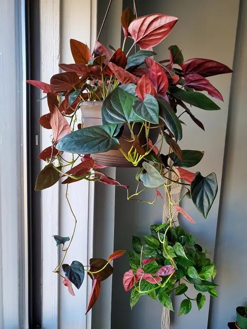 Colourful indoor plant pictures 32
