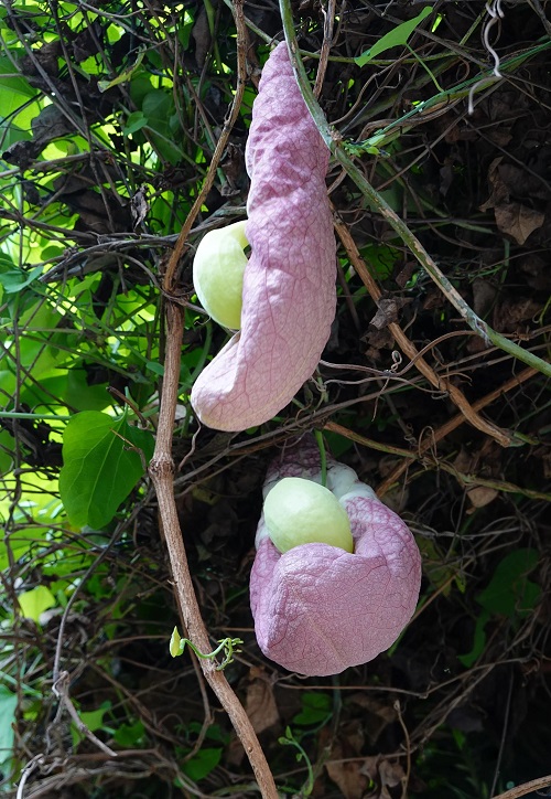 Plant that Looks Like a Penis 21