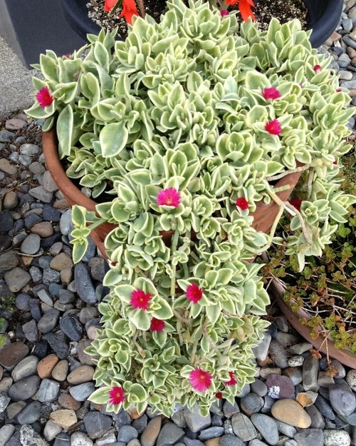 Trailing Succulents with Pink Flowers 5