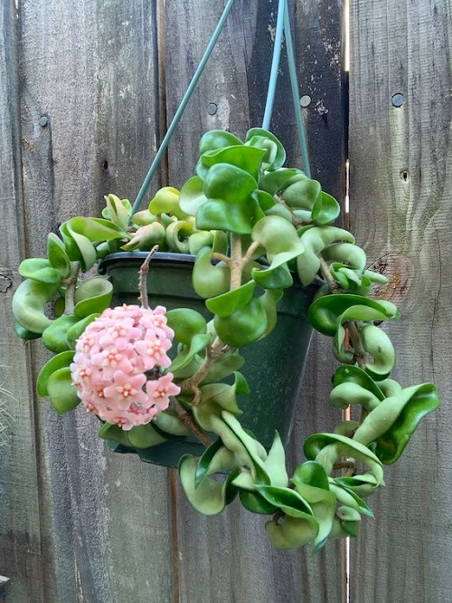 Trailing Succulents with Pink Flowers 3