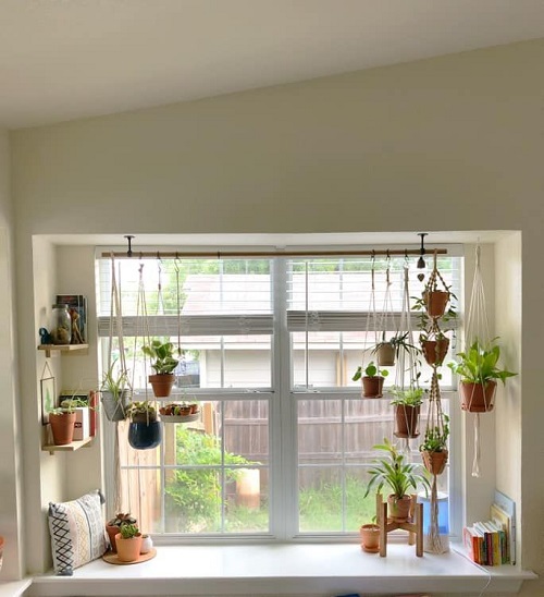 Indoor Plant Ideas for Windows 3