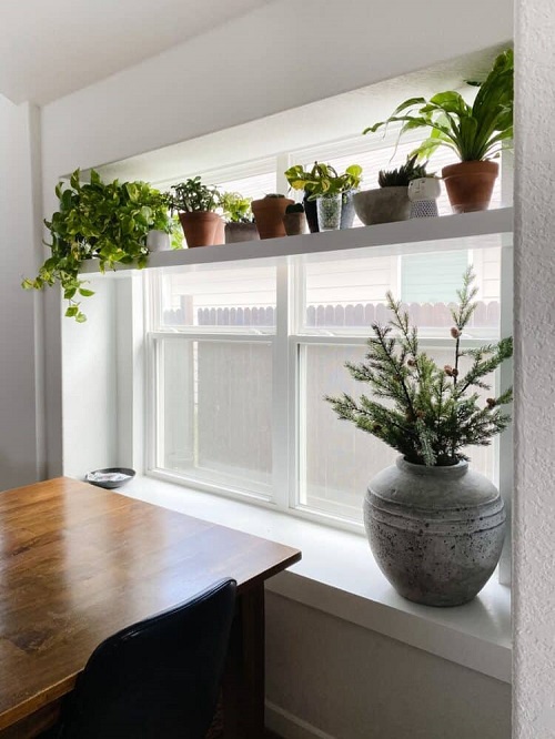 Indoor Plant Ideas for Windows 5