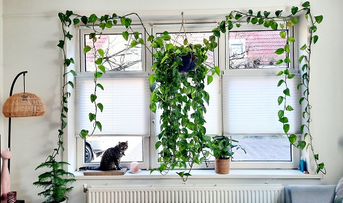 Indoor Plant Ideas for Windows 9