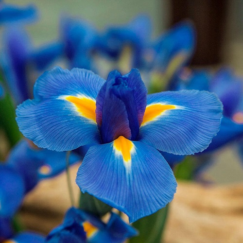 Blue and Yellow Flowers 5