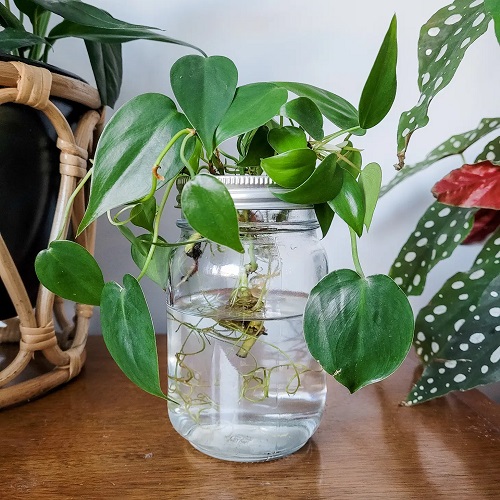 Indoor Plants in Mason Jar Ideas 11