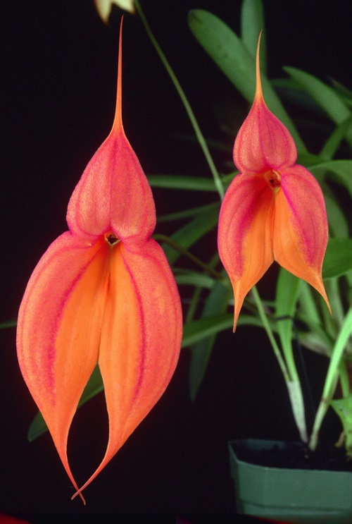 Orchids That Look Like Birds 5