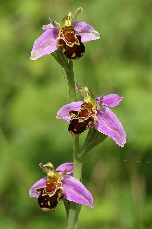 Orchids That Look Like Birds 9
