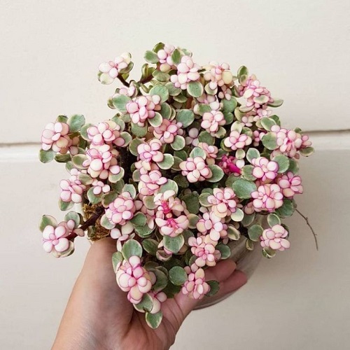 Trailing Succulents with Pink Flowers 19