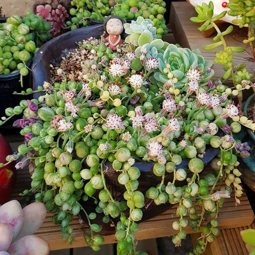 Trailing Succulents with Pink Flowers 15