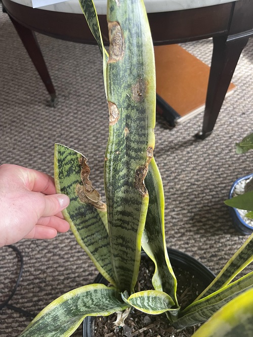 Snake Plant Frost Damage 1