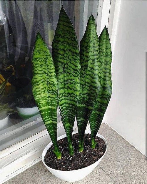 Snake Plant Growing Styles 1