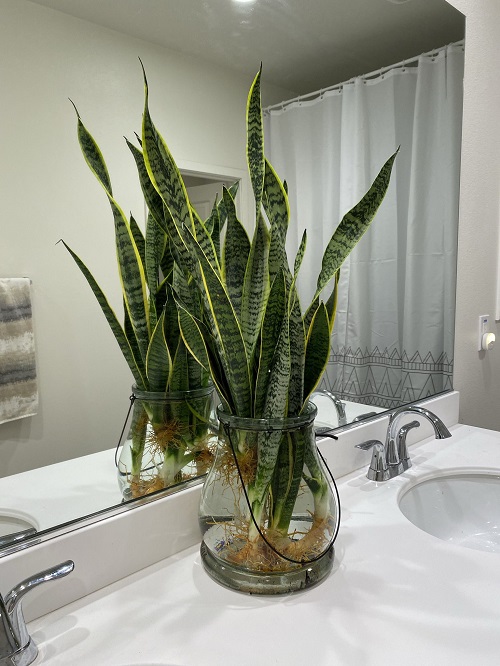 Snake plant by the sink