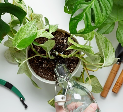 Tips to Grow Pothos for Years and Boost Longetivity 5