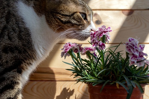  Are Carnations Toxic to Cats? 3