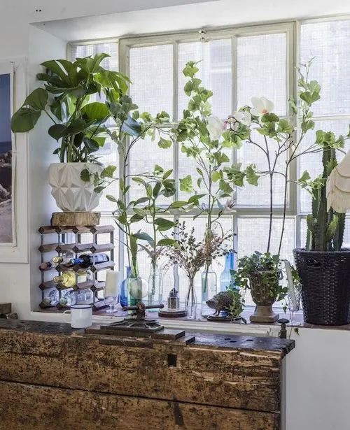 Indoor Plant Ideas for Windows 19