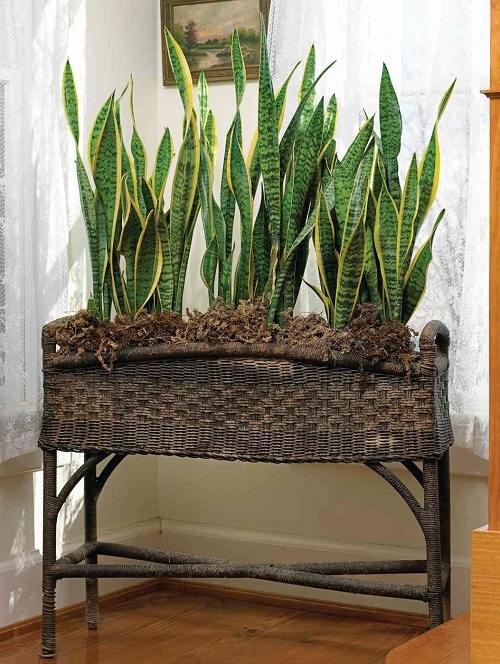 Snake Plant Growing Styles 9