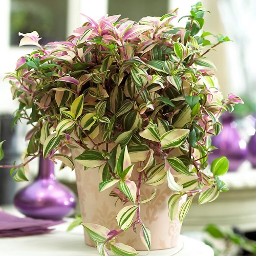 Colourful indoor plant pictures 3