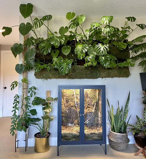 Indoor Monstera Plant Display Ideas