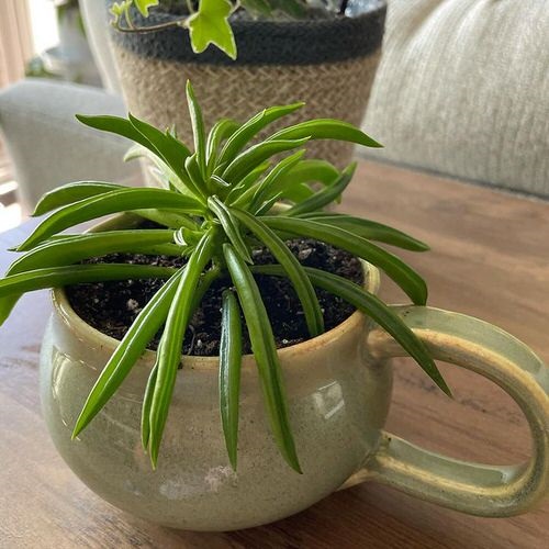 Peperomia Plant cup Display Ideas