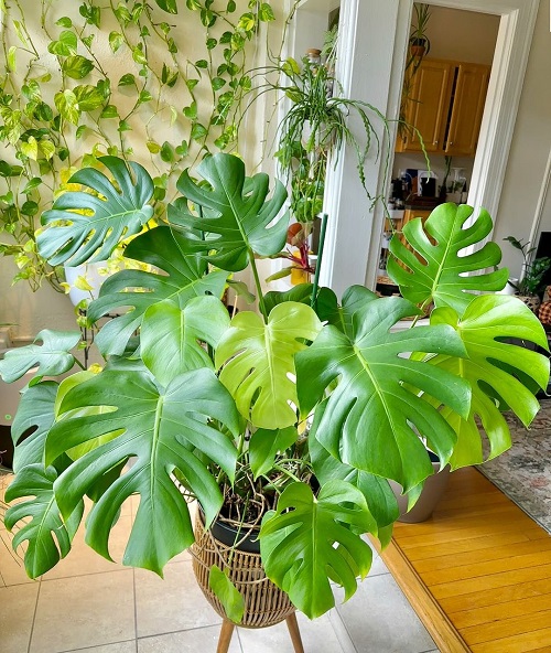 Monstera on Plant Stand