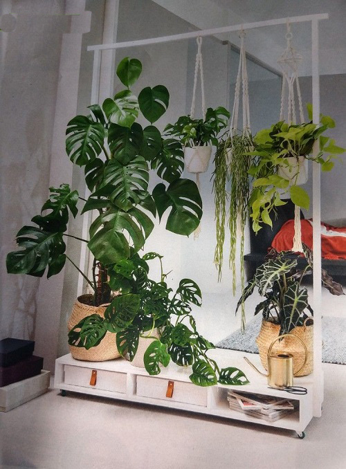 Indoor Monstera Plant Display Ideas 2